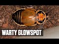 Warty Glowspot Roaches