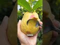 pesona jambu biji merah #videoahorts #trending #buahbuahansegar #fruit