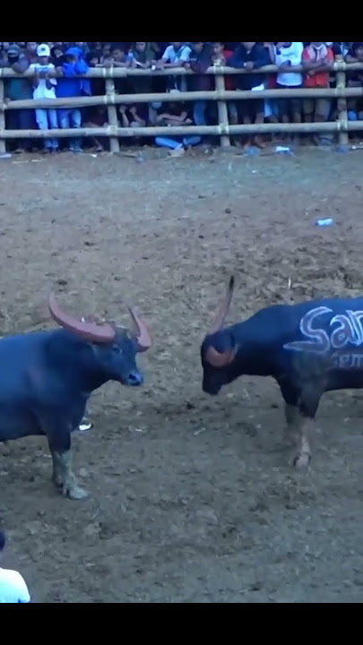 Kerbau petarung / Buffalo fight / Adu kerbau / tedong silaga / ควาย ຄວາຍ  भैंस की लड़ाई chọi trâu