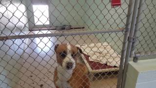 Dog Adoption Room Walk Thru 4/11/2017
