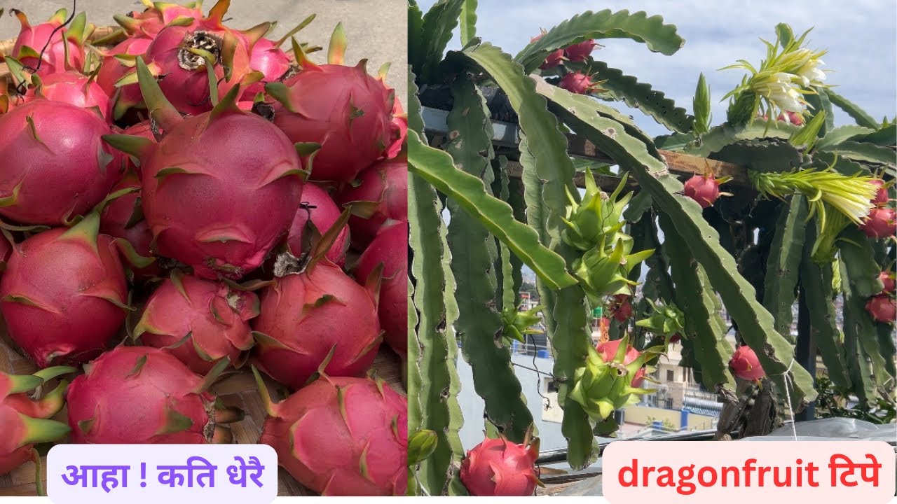 harvesting second lot dragonfruit.दोस्रो पटक dragonfruit टिप्दैछु कौसिबारिको।