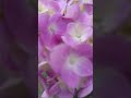 Lovely Flowers🥰 #assam #highlights #youtubeshorts #flowers
