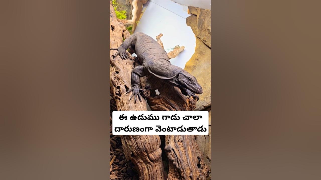 Asian Water Monitor Lizard quiz-on-bhagavatham-in-telugu-episode-6-hindu-religion-mvr