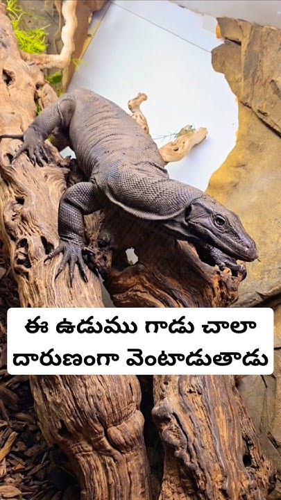 Asian Water Monitor Lizard asian-water-monitor-lizard