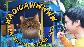 Update kucing di jln otten rajiman bandung