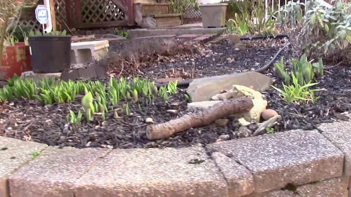 Early spring 2020 Garden Tour