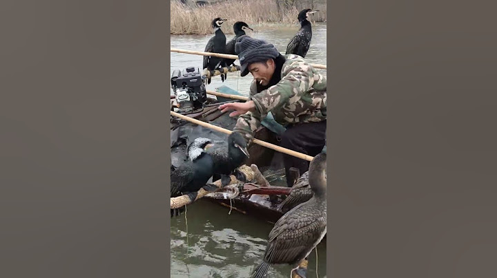 Great Cormorant Fishing #catch #fish #foryou #outdoor #fyp