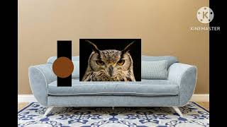Deli and owl pizza