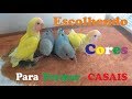 Escolhendo as Cores - Casal de Agapornis