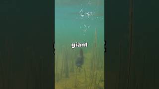 Biggest bass of my life…