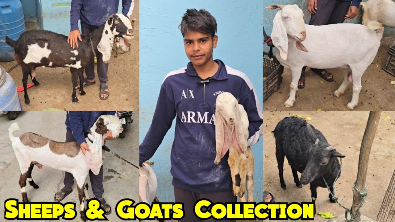 Chance Ke Bakre Bakriya | Shandar Mende Available in Hyderabad 