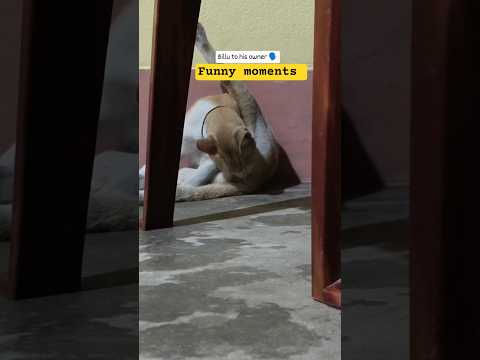 Cat funny video 2 #shrots #comedy #shortsfeed #vuralvideo #funnyshorts #funnyvideo