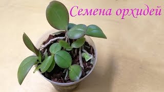 Семена Орхидей после высадки видео № 4 Семена Орхидей после высадки видео № 4