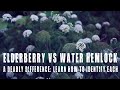 Elderberry vs Water Hemlock: Identify the difference between one deadly and one very useful plant