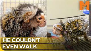 The Most Tragic Pet Monkey Rescues in Sanctuary History | Monkey Life