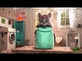 Fun Pet Care Game - Little Kitten Adventures (New Update) - Play Costume Dress-Up Party Gamepaly