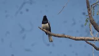 Oriental Magpie Robin male singing in breeding season