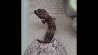 커몬!(leopardgecko)
