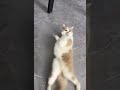 BigAbz.uk2025.      Dancing 🕺 cat 🐈.