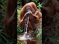 “This Orangutan Drinks Water Like a Human 😳🦧💧”