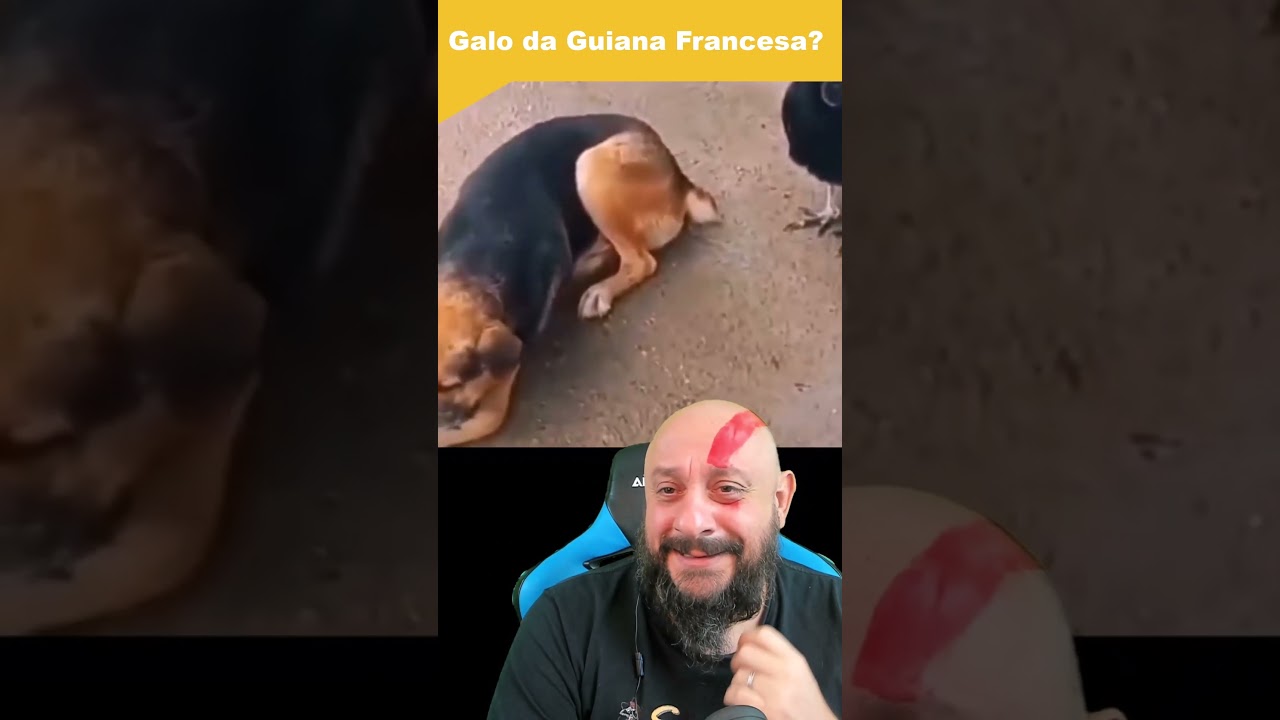 Galo da Guiana francesa ou urubu tentando devorar cachorro vivo?