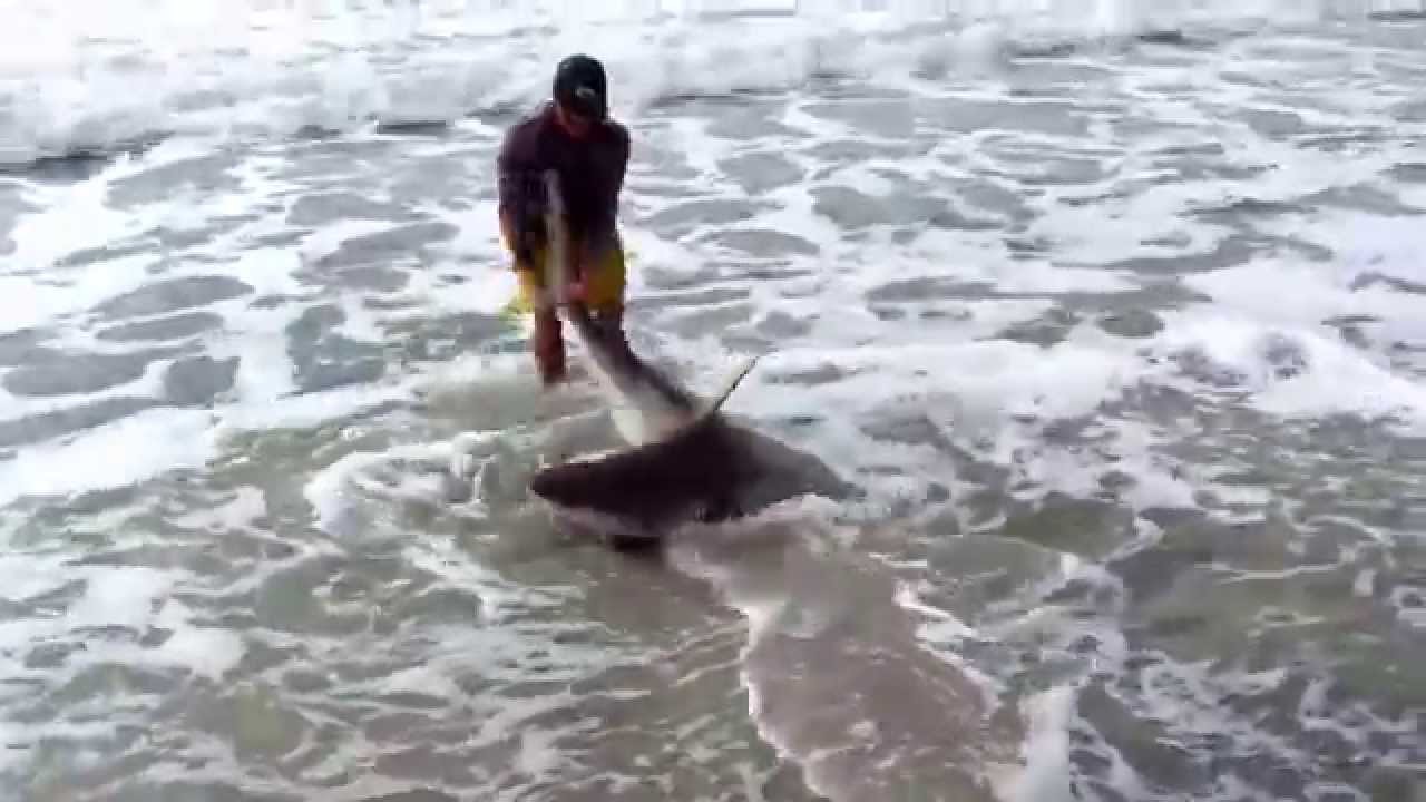 Shark Catch Off Manasota You Shark Catch Off Manasota
