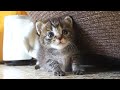 悪代官のような顔で家主を驚かせようとする子猫の隠れ方がバレバレすぎる。【赤ちゃん猫】【保護猫　子猫】