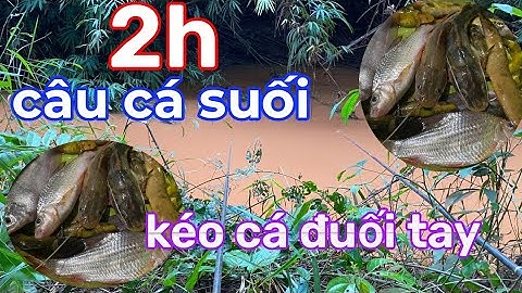 Câu cá suối sau cơn mưa trúng điểm cá lôi cần quá khủng khiếp,cứ thả là lôi lăng,trê,chốt ăn ầm ầm