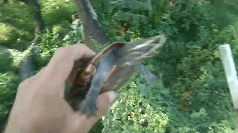 thả rùa đẹp quý hiếm về tự nhiên và cái kết bất ngờ, #độngvậthoangdã @yongsieutv-mo4ke