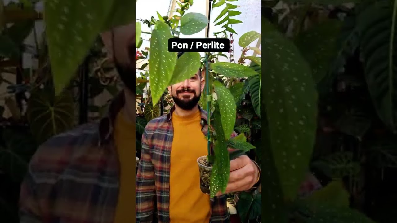 Begonia Propagation Methods
