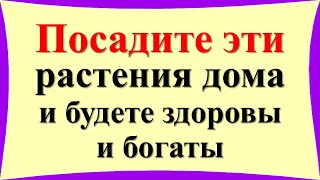 Посадите эти растения дома и будете здоровы и богаты. Гороскоп растений для каждого знака зодиака