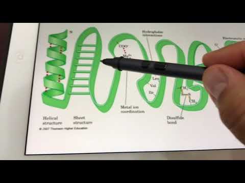 الأحماض الأمينية والبروتينات Protein & amino acids structure