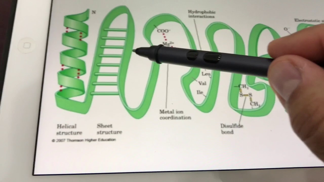 الأحماض الأمينية والبروتينات Protein & amino acids structure