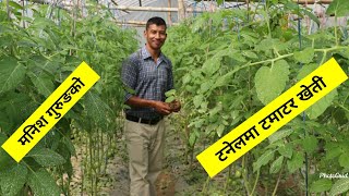 टनेलमा आधुनिक टमाटर खेती - पेल्काचौर स्याङ्जा / Tomato Farming In Nepal //