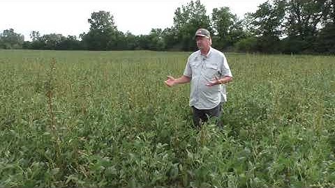 Waterhemp - how the field became a mess