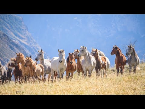 Животные Северной Америки