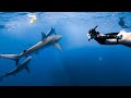 come shark diving with a girl who&#39;s afraid of sharks