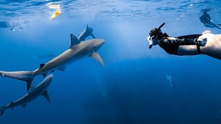 come shark diving with a girl who's afraid of sharks by Hannah Meloche Vlogs 45,878 views 1 year ago 11 minutes, 20 seconds