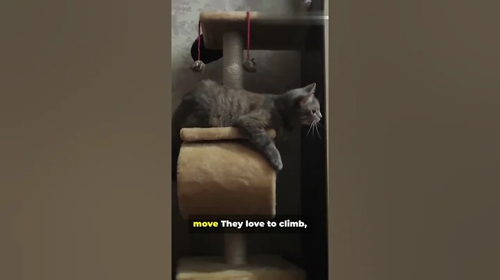 Watch the video about Meet the Ancient Cat The Abyssinian’s