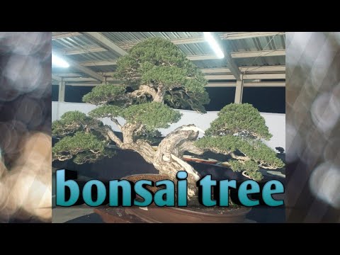 bonsai-exhibition-|-bonsai-philippines-2020-|-beautifull-bonsai-tree-philippines