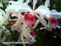 OrchidWeb - Laelia purpurata var. carnea