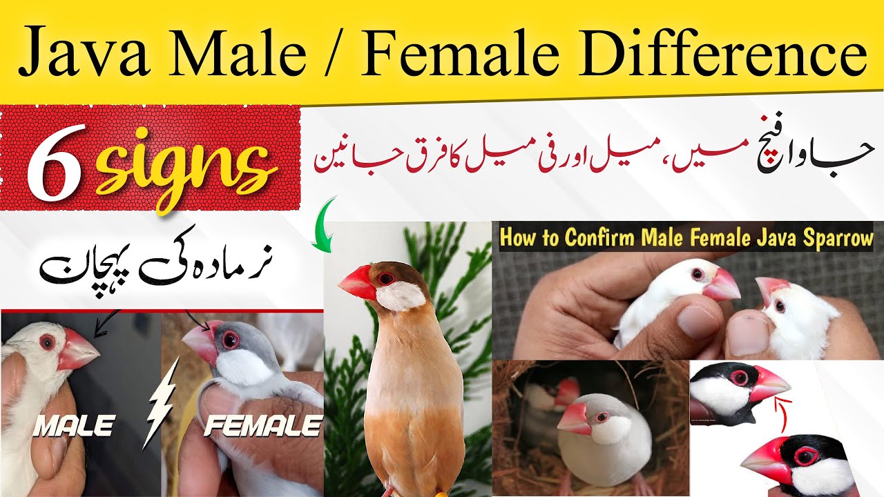 java male female difference | java me nar or mada ki pehchan | identify ...