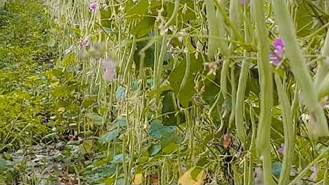 Kết quả thu bói của vườn đậu cove bị ngộ độc thuốc trừ cỏ.