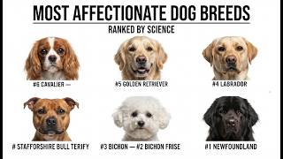Most Affectionate Dog Breeds Ranked (ByScience)