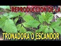 Como reproducir la plantaTronadora o Escandor (Tecoma Stans) || Info Garden