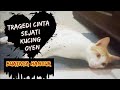 Tragedi Cinta Si Kucing Oyen Putih Berujung Hancur