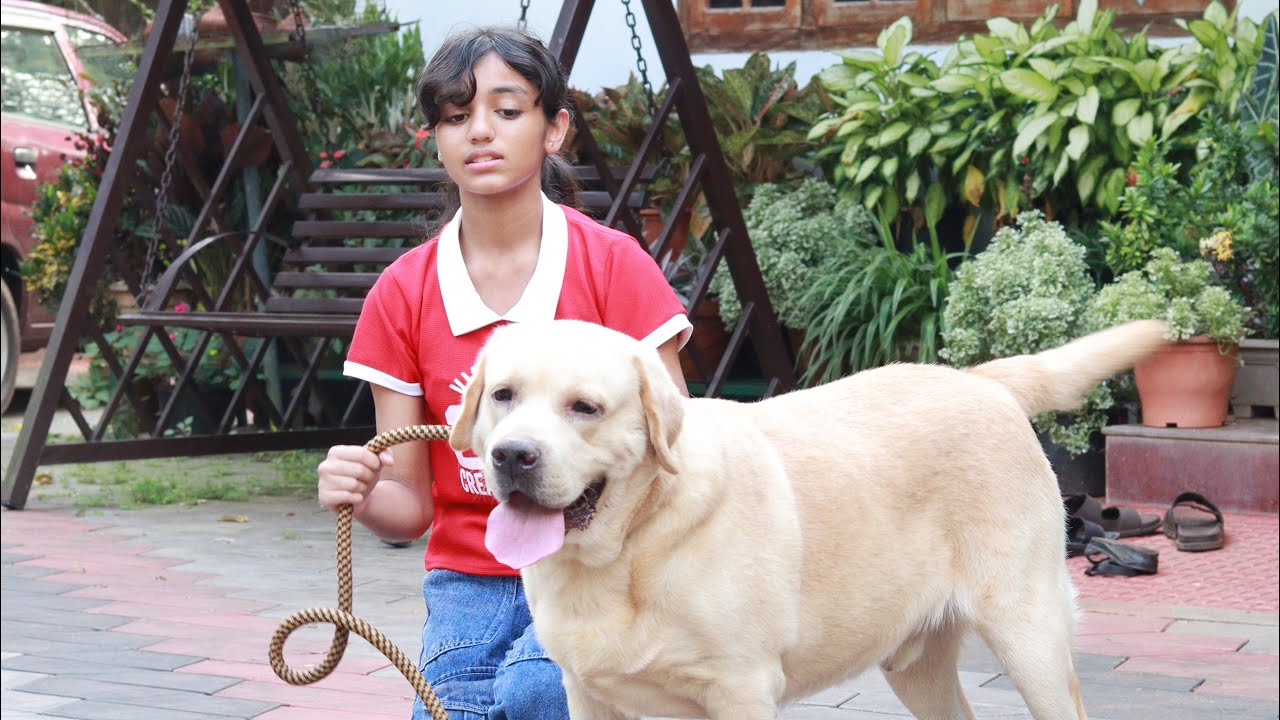 വർഷങ്ങളായി labrador നായകളെ മാത്രം വളർത്തുന്ന കണ്ണൂർക്കാരൻ Labrador kennel kerala 