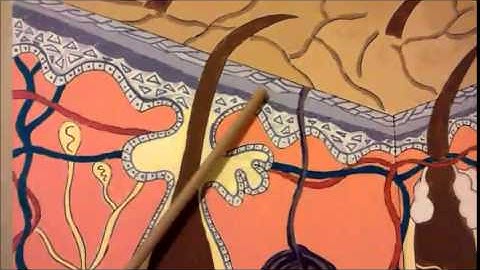 Bio 201: Functions of The Integument