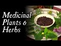 These Plants Could Have Saved You! - Historical Herbal Medicine