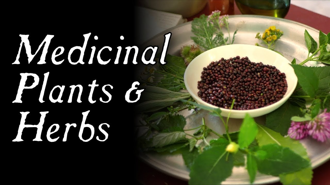 These Plants Could Have Saved You! – Historical Herbal Medicine